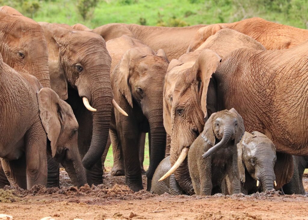 Herd of elephants