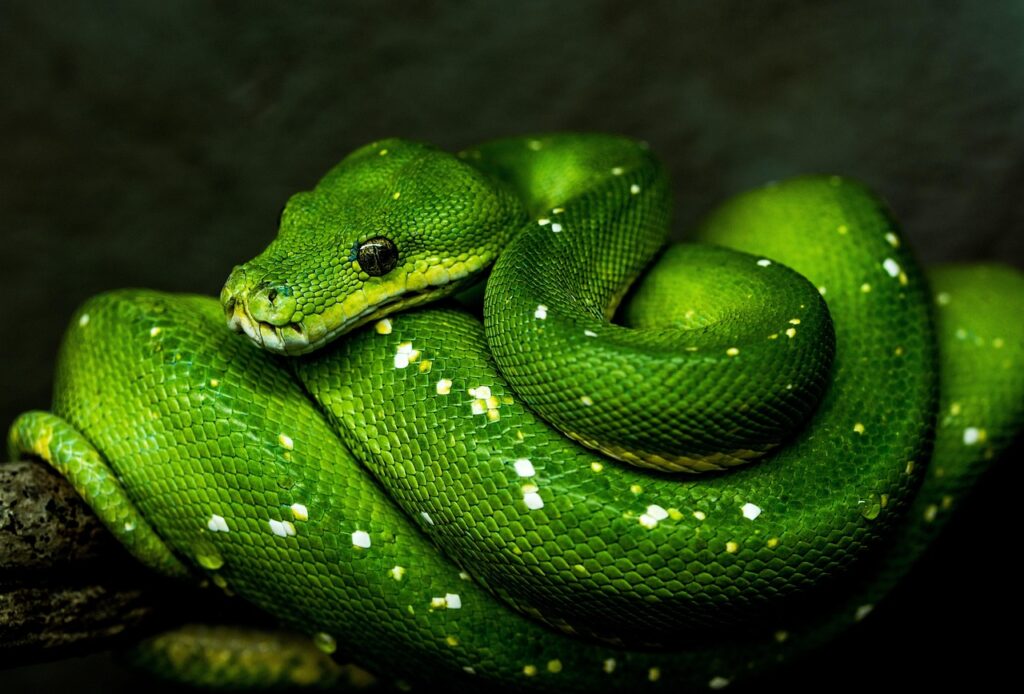 Green tree python